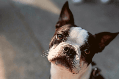 Boston terrier tipping their head to the right