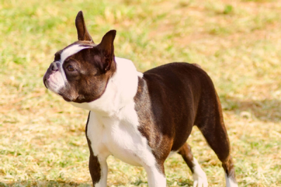are boston terrier tails docked