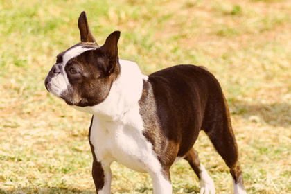 Boston Terrier Tail Guide: Do They Have It Or Not?