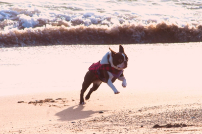 Boston Terrier mid jump on a beach