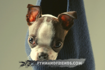 brown boston terrier in a navy blue sock