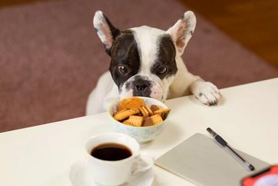 Hungry Boston Terrier looking at their dog food longingly