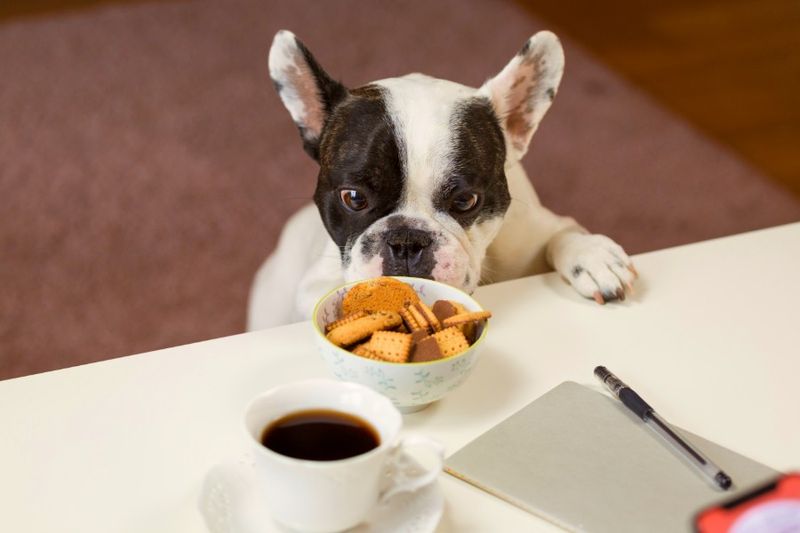 5 Tips For Your Boston Terrier's Gassy Problems