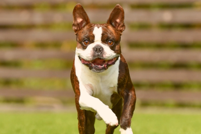 boston terrier personality are often joyful and friendly
