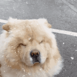 dog_eating_snow