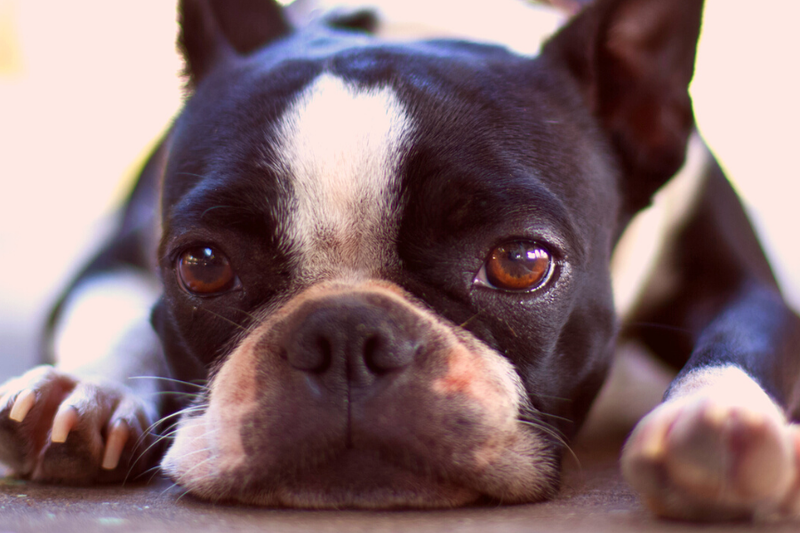 4 Boston Terrier Health Issues On Their Bones That You Need To Know