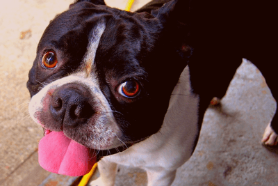 Boston Terrier health issues on their bones can also affect their breathing.