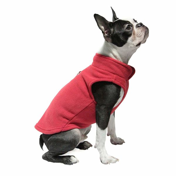 The Best Clothes for Boston Terriers