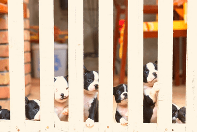 Boston Terrier puppies 
