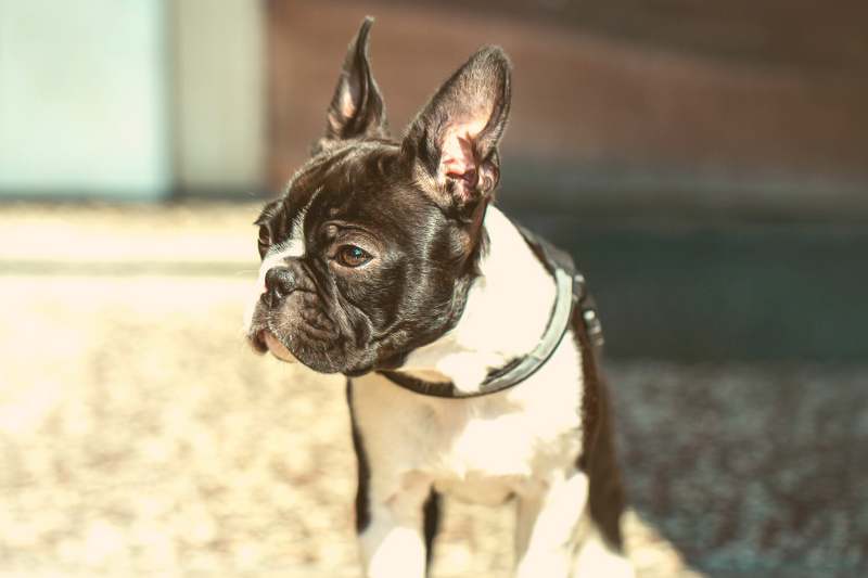 How To Know If A Boston Terrier Rescue Is Fake