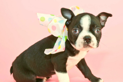 260 Creative & Unique Boston Terrier Names From A-Z