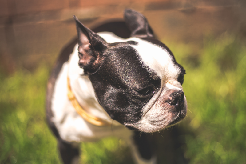 Boston Terrier Shedding Issues & Tips
