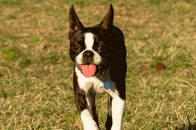 Boston Terrier drool don't happen without any reason so make sure to follow these tips!