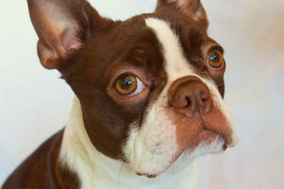 What Is A Red Boston Terrier And How Are They Any Different?