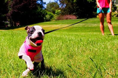 boston terrier puppy running with owner