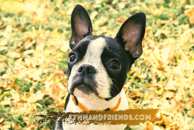 boston terrier puppy looking up