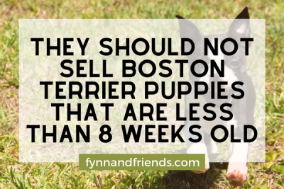 Boston Terrier puppy running in a field
