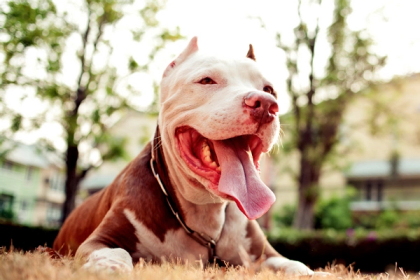The Boston Terrier Pitbull Mix Guide