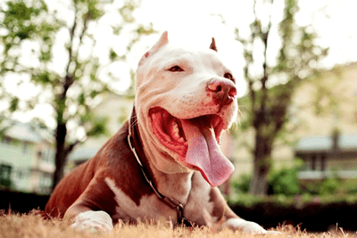 Boston Terrier Pitbull mix sitting