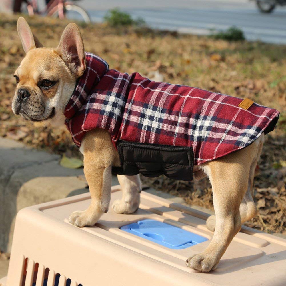 best dog coat for boston terrier