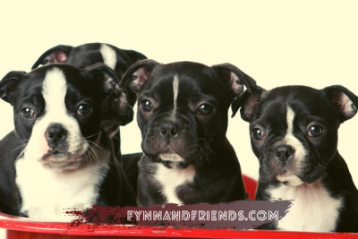 four boston terrier puppies in a red basket