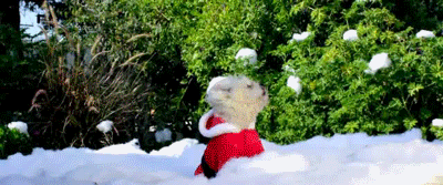 snow_dog_christmas