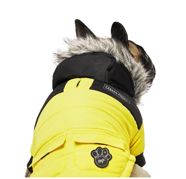 The Best Clothes for Boston Terriers