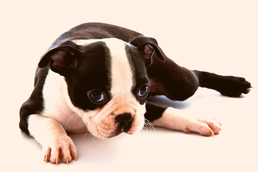 The Bossi Poo Guide Boston Terrier Poodle Mix