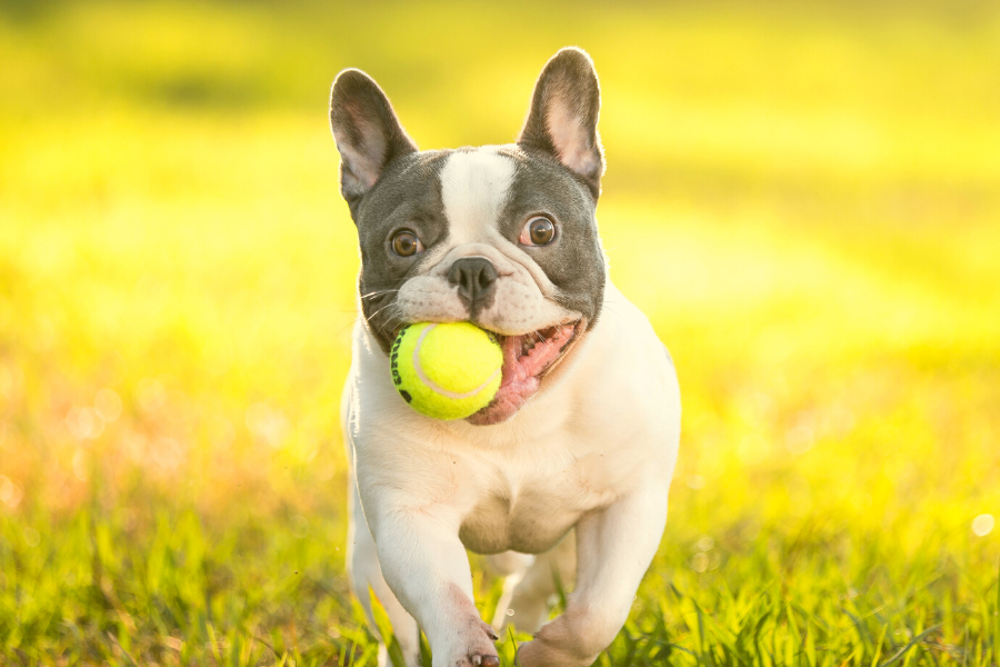 Frenchton Guide: The Boston Terrier French Bulldog Mix