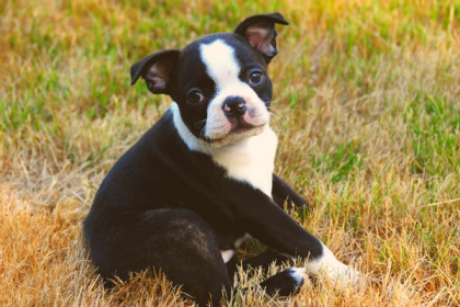 What Are Miniature Boston Terriers & Are They Great For You?