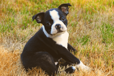 Small hotsell boston terrier