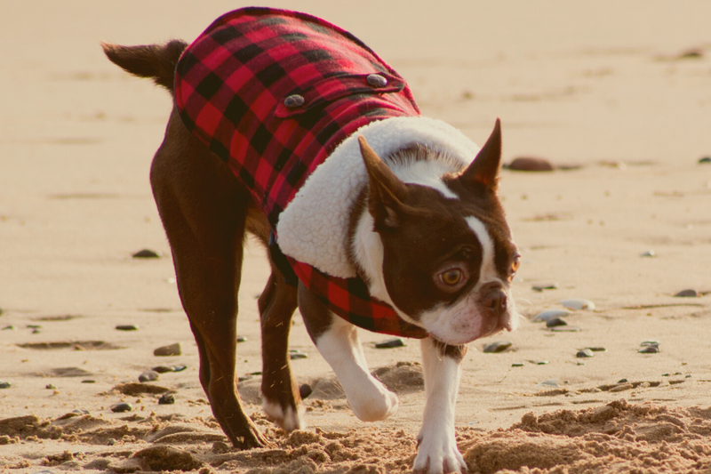 A Definitive Guide To Boston Terrier Colors