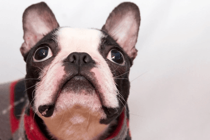 Are Boston Terriers Smart? 5 Reasons Why They Are