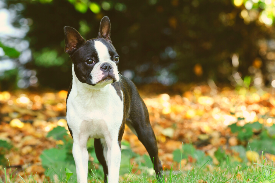 11 Boston Terrier Health Issues You Need To Know
