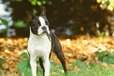 Boston Terrier with autumn leaves in the background