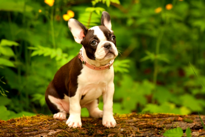 Boston terrier on top of a tree bark with wildflowers in the background