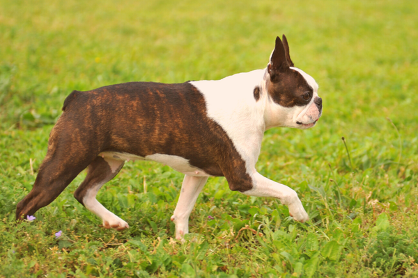 Boston Terrier Shedding Issues & Tips - Best Treatment For Boston Terrier Shedding Issues