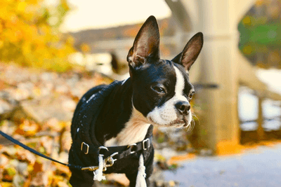 boston terrier rescue puppy 