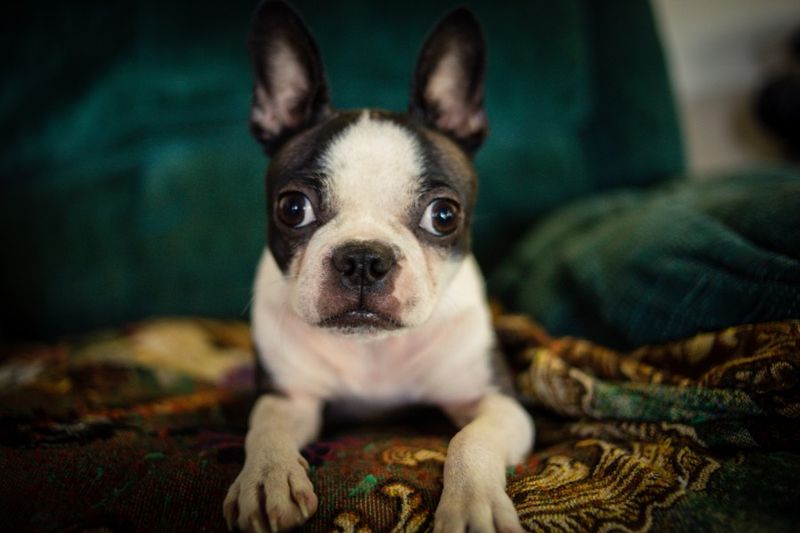 How Long Is A Boston Terrier's Life Expectancy