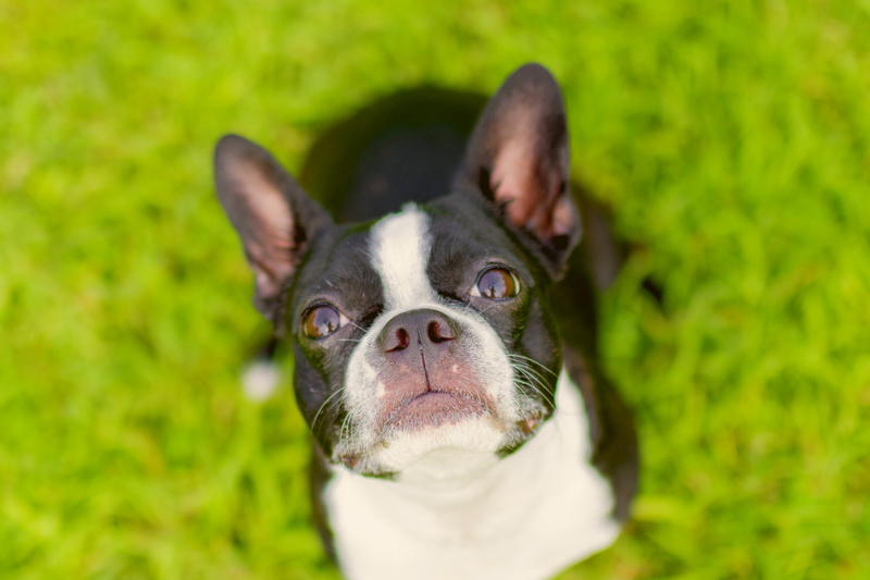 BoJack Guide The Boston Terrierr Jack Russell Mix