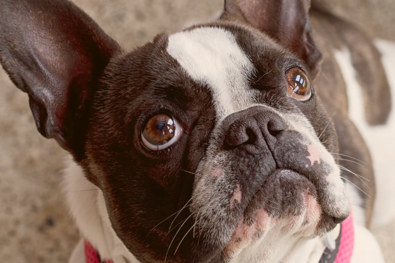 5 Tips To Get Your Boston Terrier In Shape