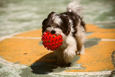 small dog breed clutching a red ball