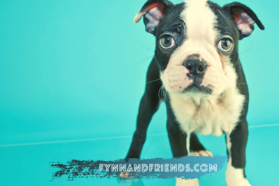 boston terrier puppy in blue background