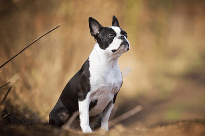 AKC Standards For Boston Terriers You Should Know