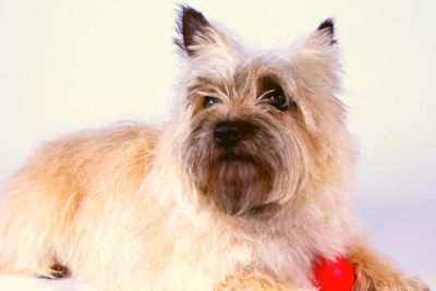 Cairn Terrier posing with red ball