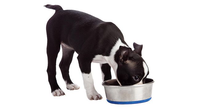 What to Feed Boston Terriers: A Food Guide