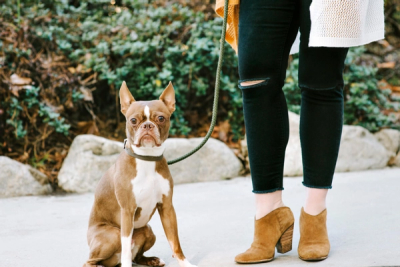 Brown Boston terrier on a leash with owner