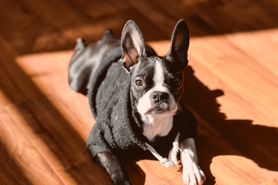 Boston terriers best sale for sale craigslist