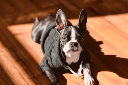 Why You Should Avoid Boston Terriers For Sale In Craigslist