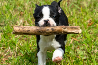 boston terrier with a stick